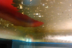 17240428_1146440288811630_7542745103118297212_o